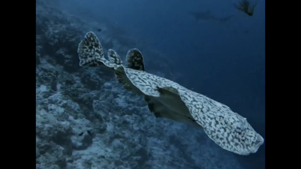 Swimming Alongside an Electric Ray