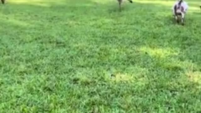 Frisky Emu has the goofiest personality on the farm
