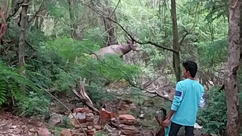 So big barahsingha found in tirupathi