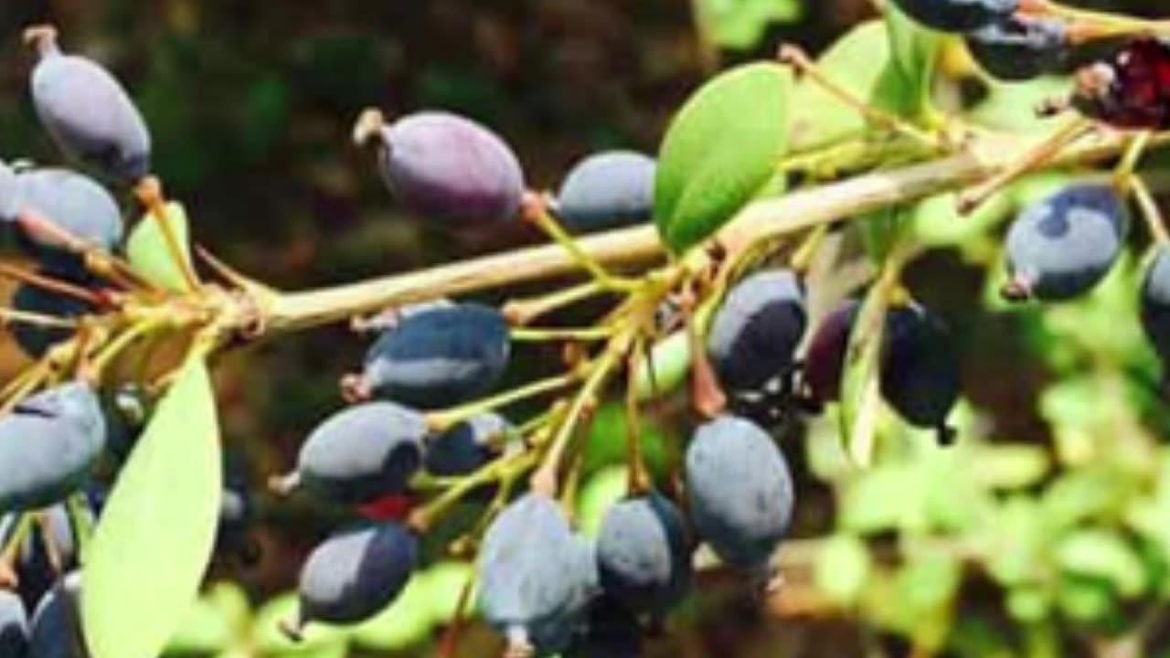 Discovering the Extraordinary Health Benefits of Daruharidra Herb