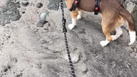 Dog scared of Storm