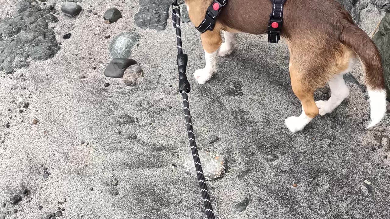 Dog scared of Storm