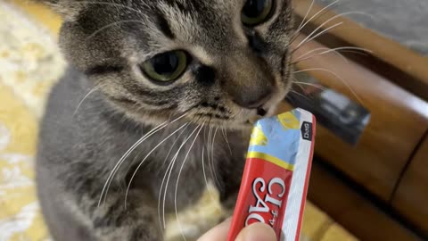 Baby cats eat snacks so well