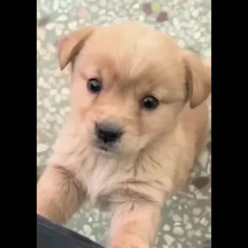 Puppies are so cute and funny