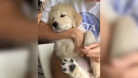 🤣 Funniest 😻 Cats and 🐶 Dogs - Funny Pet Animal Videos 😇