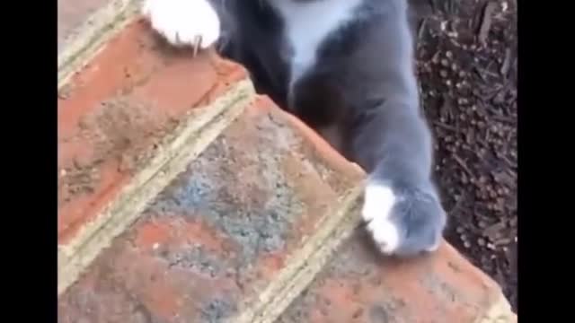 Funniest Animals Videos🐶 - Best Cats😂 and Dogs 😹Videos 2022!