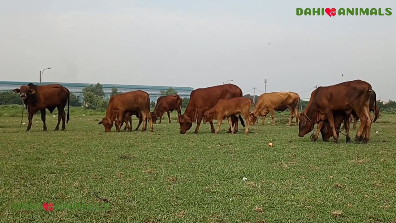 Cows funny videos 2023