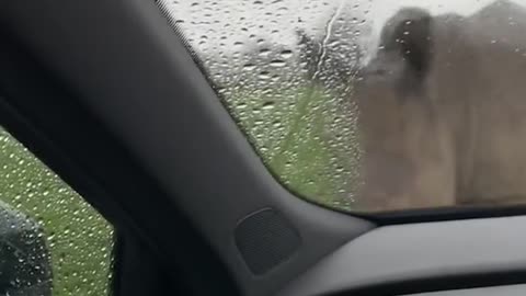 Frog catches a ride on the back of a fish