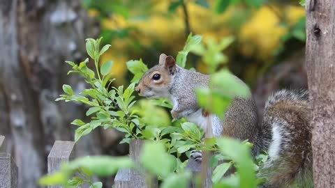 Cute squirrel and very nice