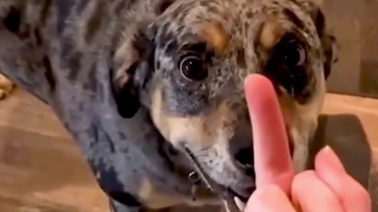 Dog’s Reaction In The Face Of The Middle Finger 😂 So Funny