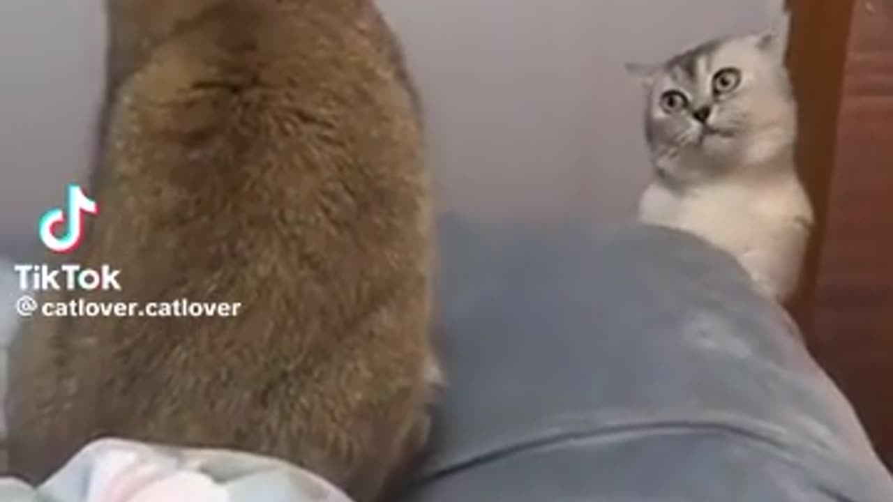 Cats funny fight