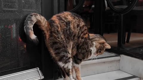 Cute Cat playing with the owner!