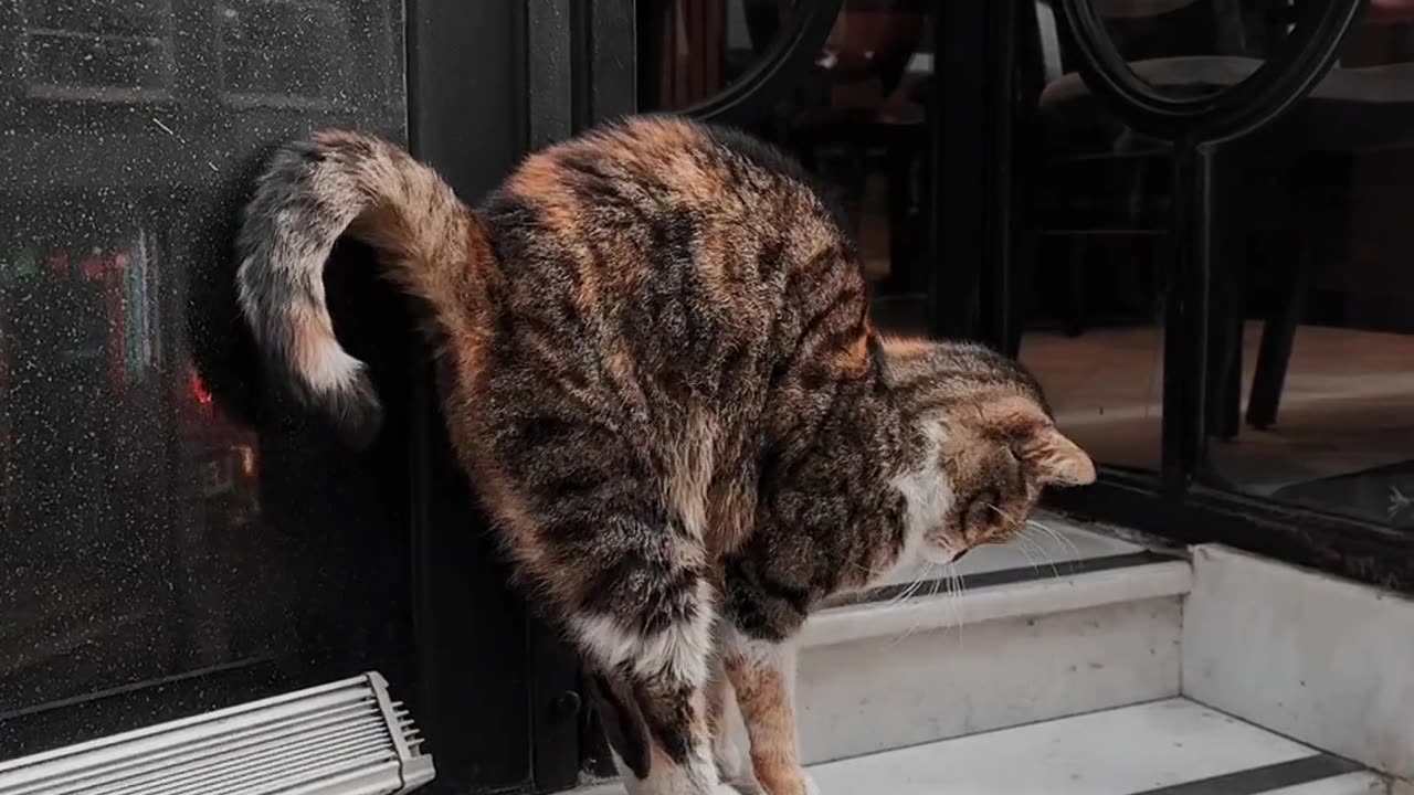 Cute Cat playing with the owner!