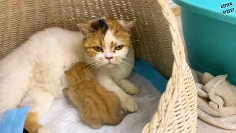 Cat steals a loudly meowing kitten from mom cat