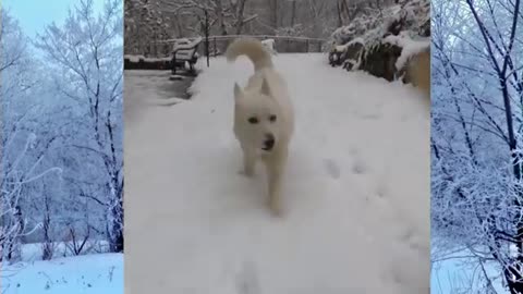 Funniest_ Dogs_ Play_on_Snow_ Lovely_ and_ funny Dogs Playing With Snow.