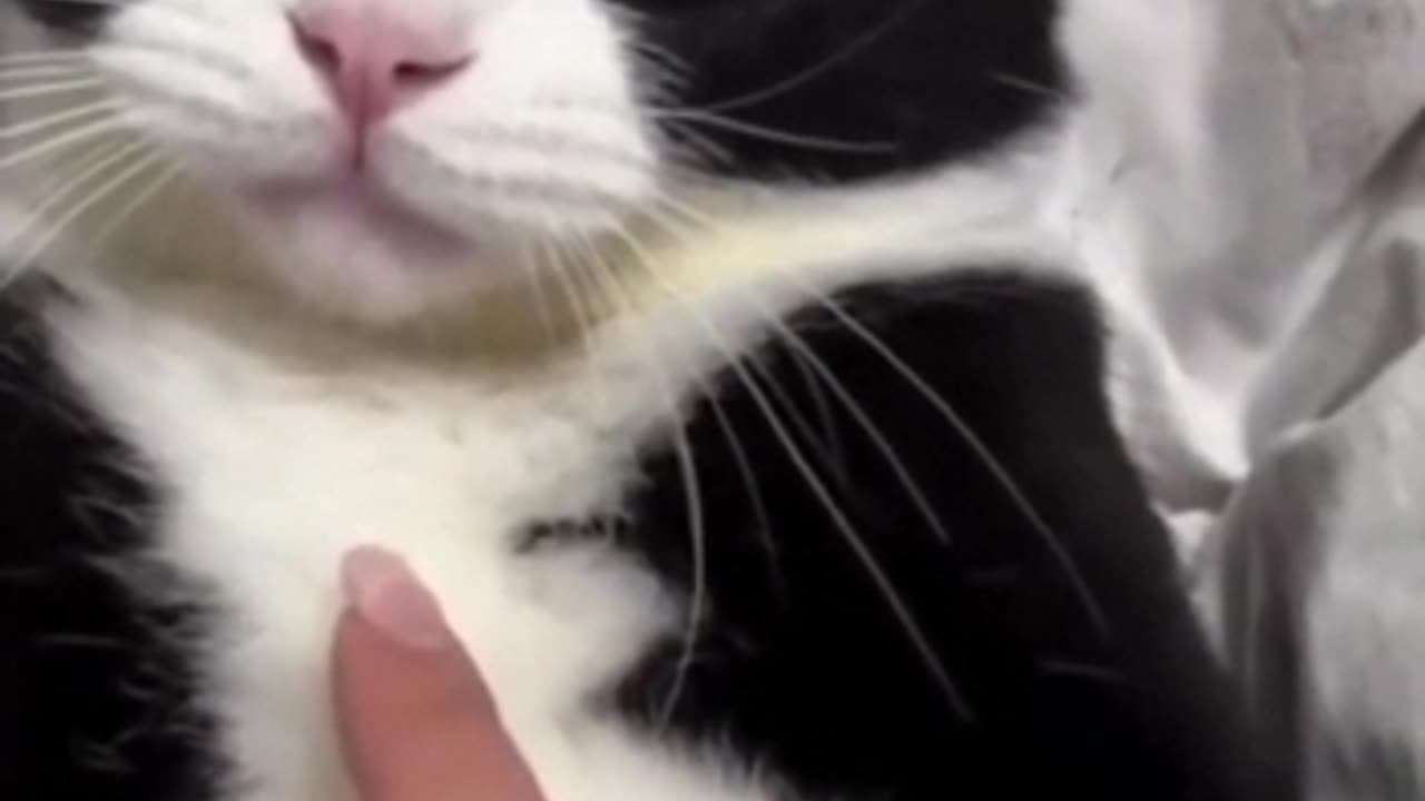 cat funny video