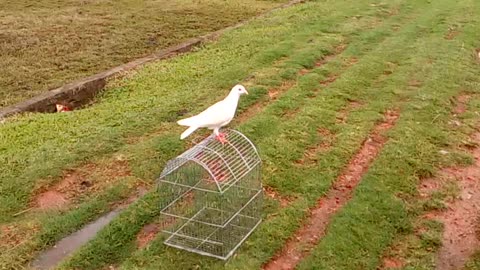 A Beautiful Bangladeshi Racer Pigeon. 🕊️