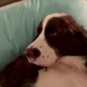 Springer Spaniel Getting Comfy On MY PILLOWS! #shortsviral #shortsvideo #dog #springerspaniel