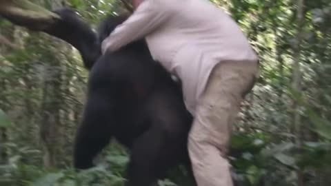 Hooman and a Gorilla reunion