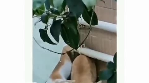 Copy cats moments | Funny Cats | Copy cats | funny cats