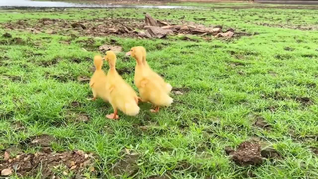 Smart Bim Bim picks watermelons to make watermelon ice cream for ducklings-4