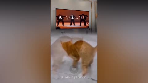 Funny Cats 😂😹 | part- 2