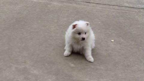 Eskimo Spitz Puppies! Born