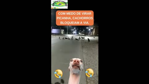 Picanha não!