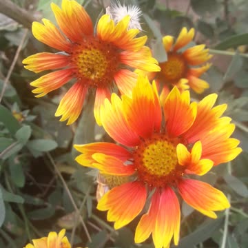 A crowd of Gaillardias