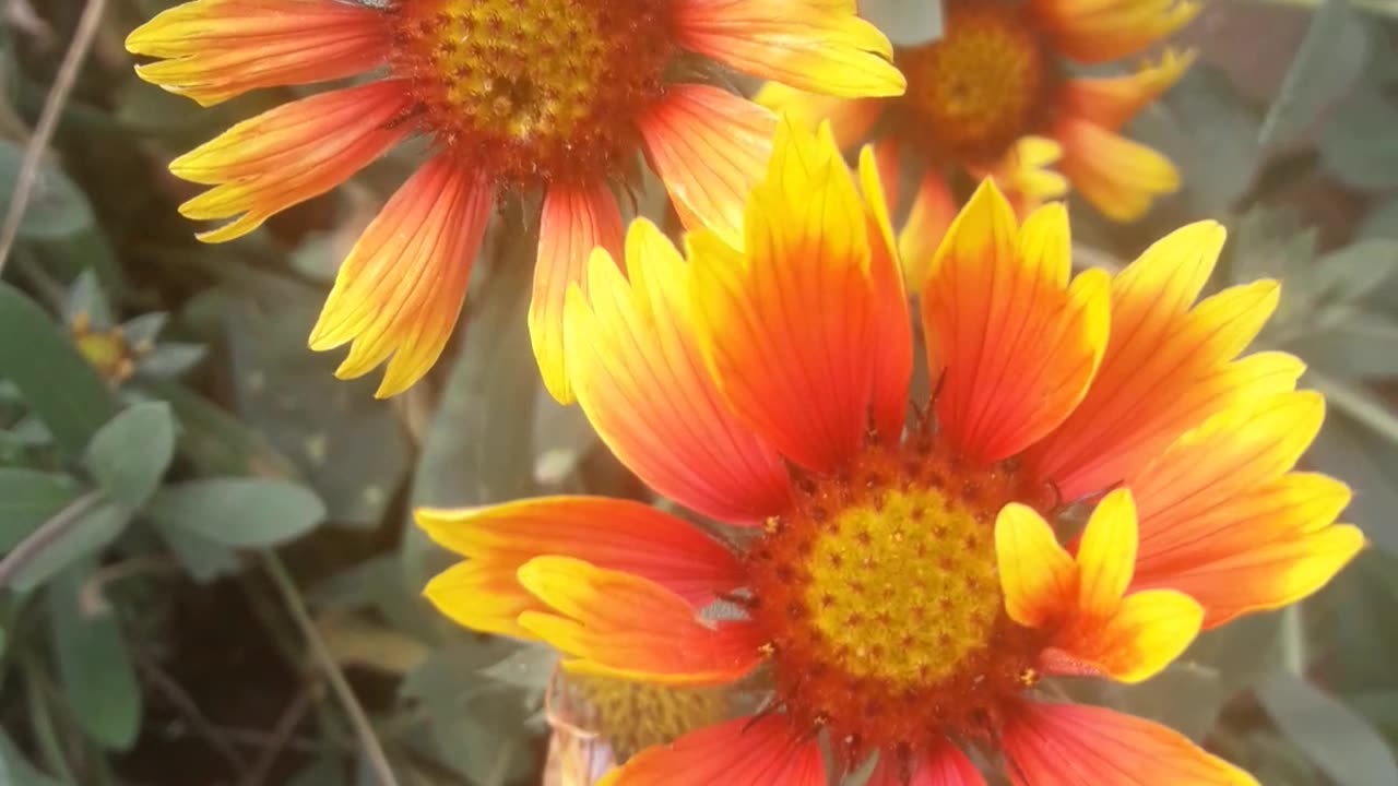 A crowd of Gaillardias