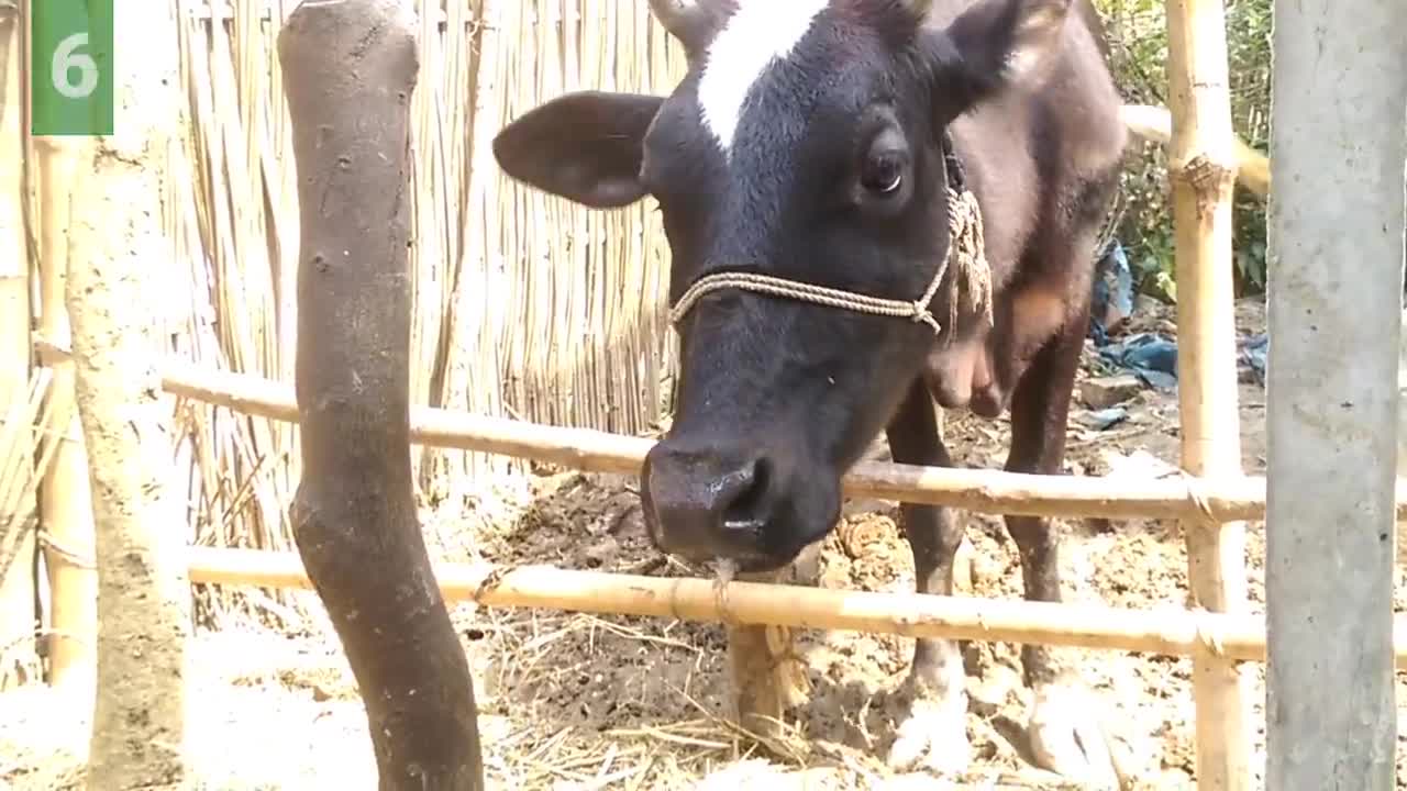 6 Cow Mooing - Whose Voice Is Good _ Every Cow Make Sounds Two Times _ Cow Voice Sounds PART 2