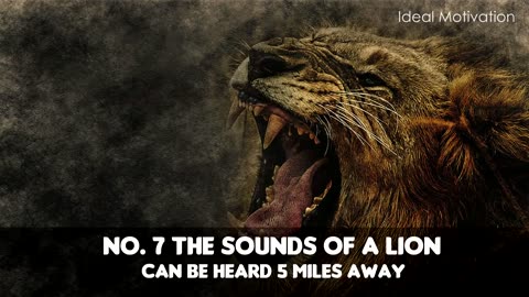 Wisdom of the lion
