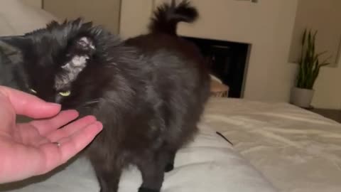 Cat loves hair tie