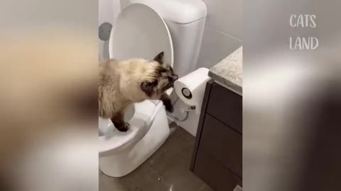 OMG So Cute Cats ♥ Best Funny Cat Videos 2021