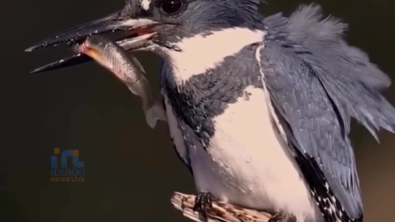 Only what fits in the beak should be carved