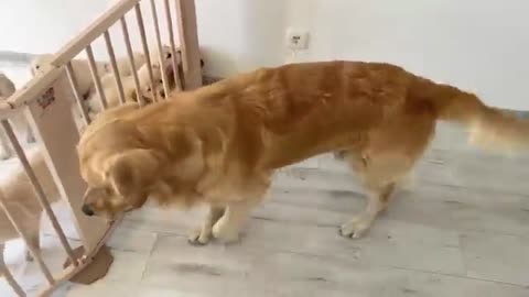 Golden Retriever Dad Meets His 11 Puppies