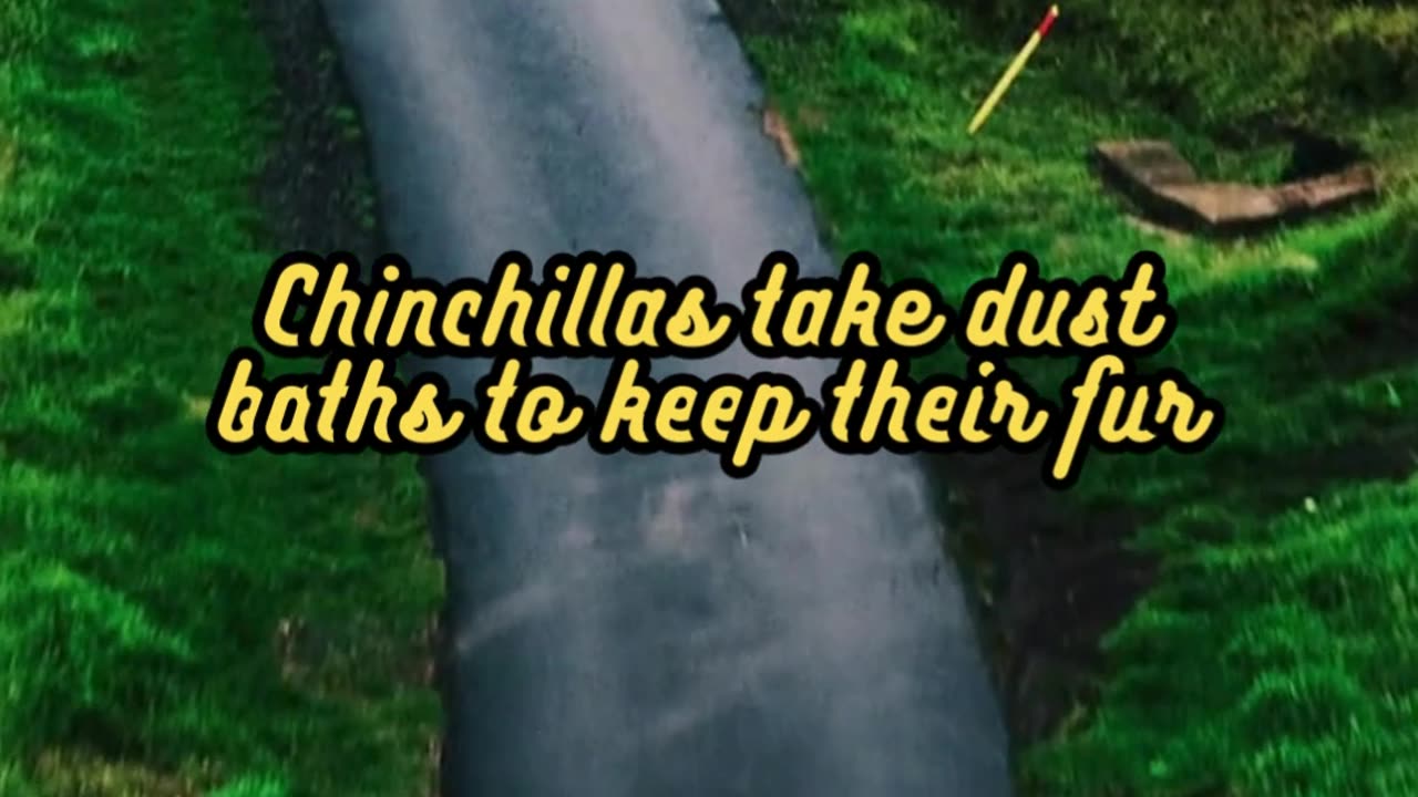 Animal Facts Chinchillas #shorts