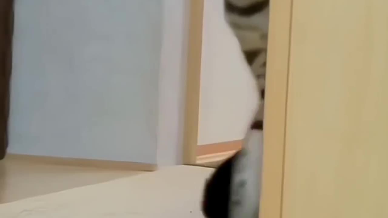 Funny cats
