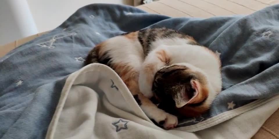 Cat Sleeping