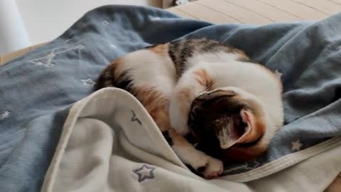 Cat Sleeping