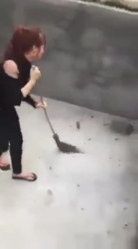 aggressive RAT 😂😂 🐀