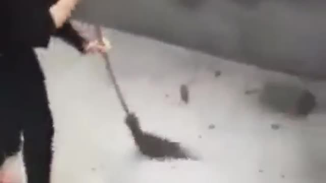 aggressive RAT 😂😂 🐀
