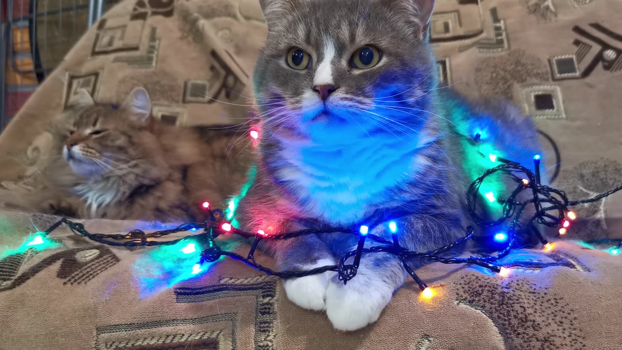 Cats Covered With Christmas Lights