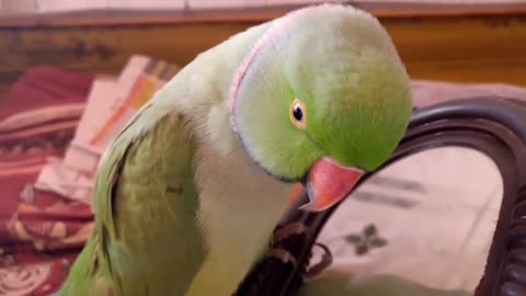 Parrot talking to guest and messed up