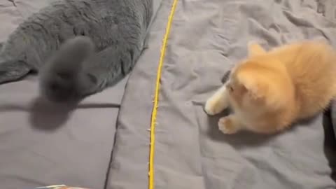 Purr-fectly Funny: The Most Epic Cat Moments!