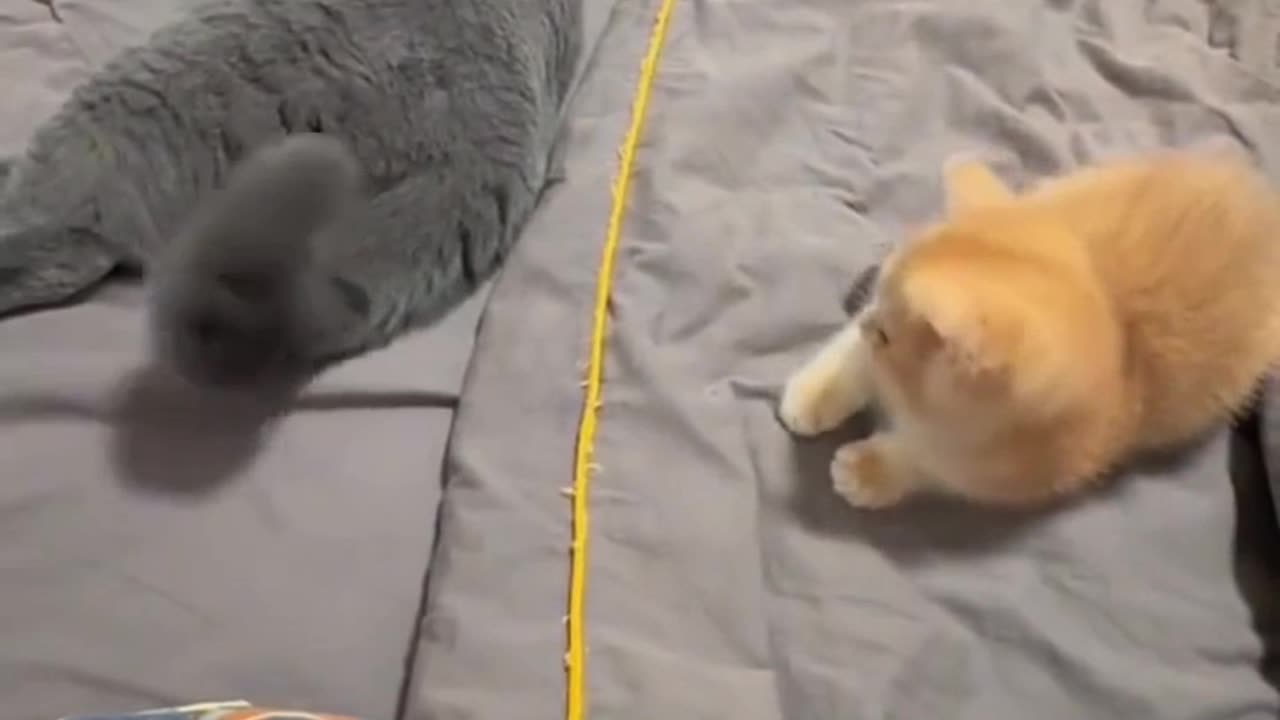 Purr-fectly Funny: The Most Epic Cat Moments!