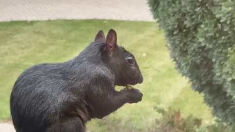 My lovely Squirrel having hazelnut😍