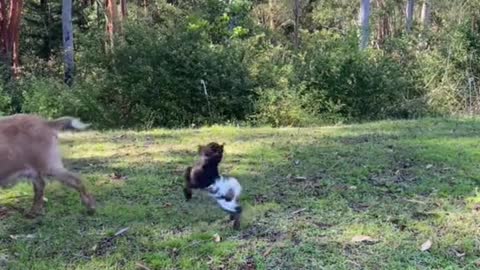 Bird the bouncy goat has exciting news! 🐐🌈 His mumma is pregnant so he will soon have a lil friend!