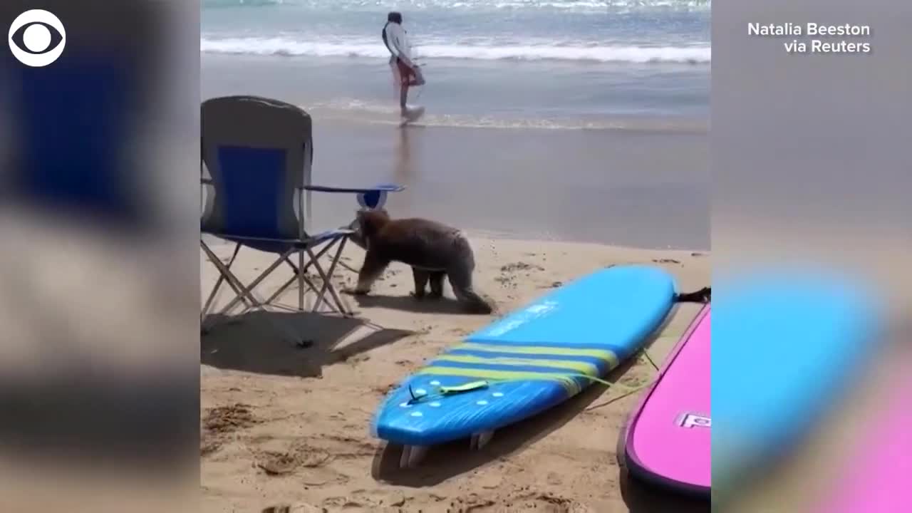 WEB EXTRA: Koala Wanders Australian Beach