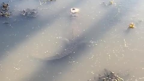 🔥Alligator survival instincts